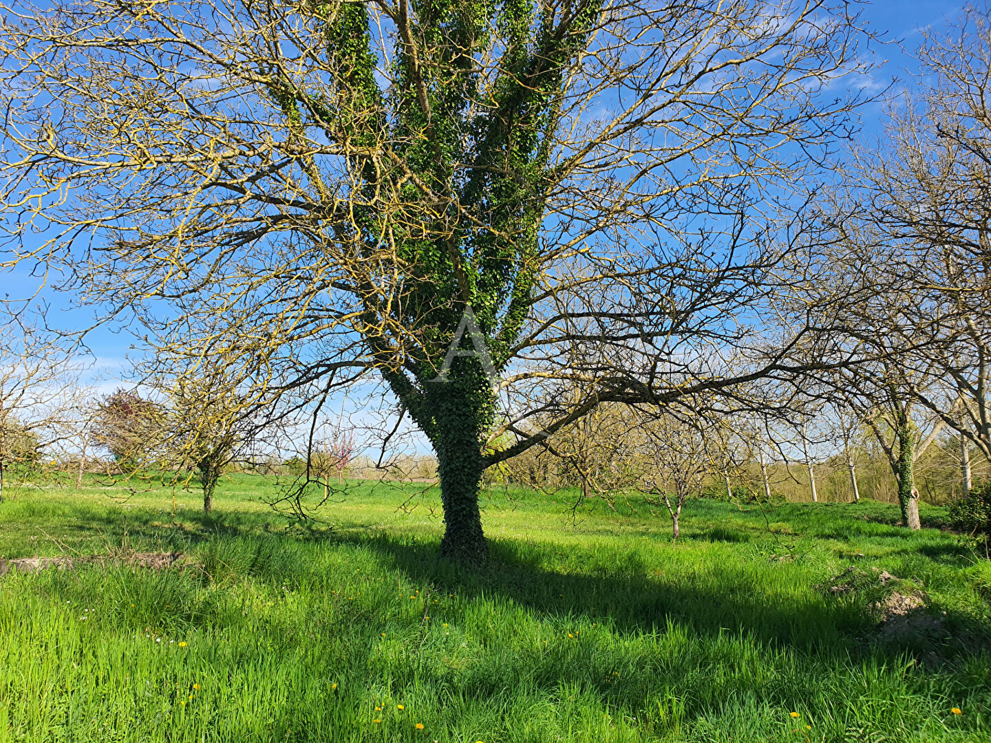 Photo ENSEMBLE IMMOBILIER À VENDRE À NOYERS SUR CHER image 4/6
