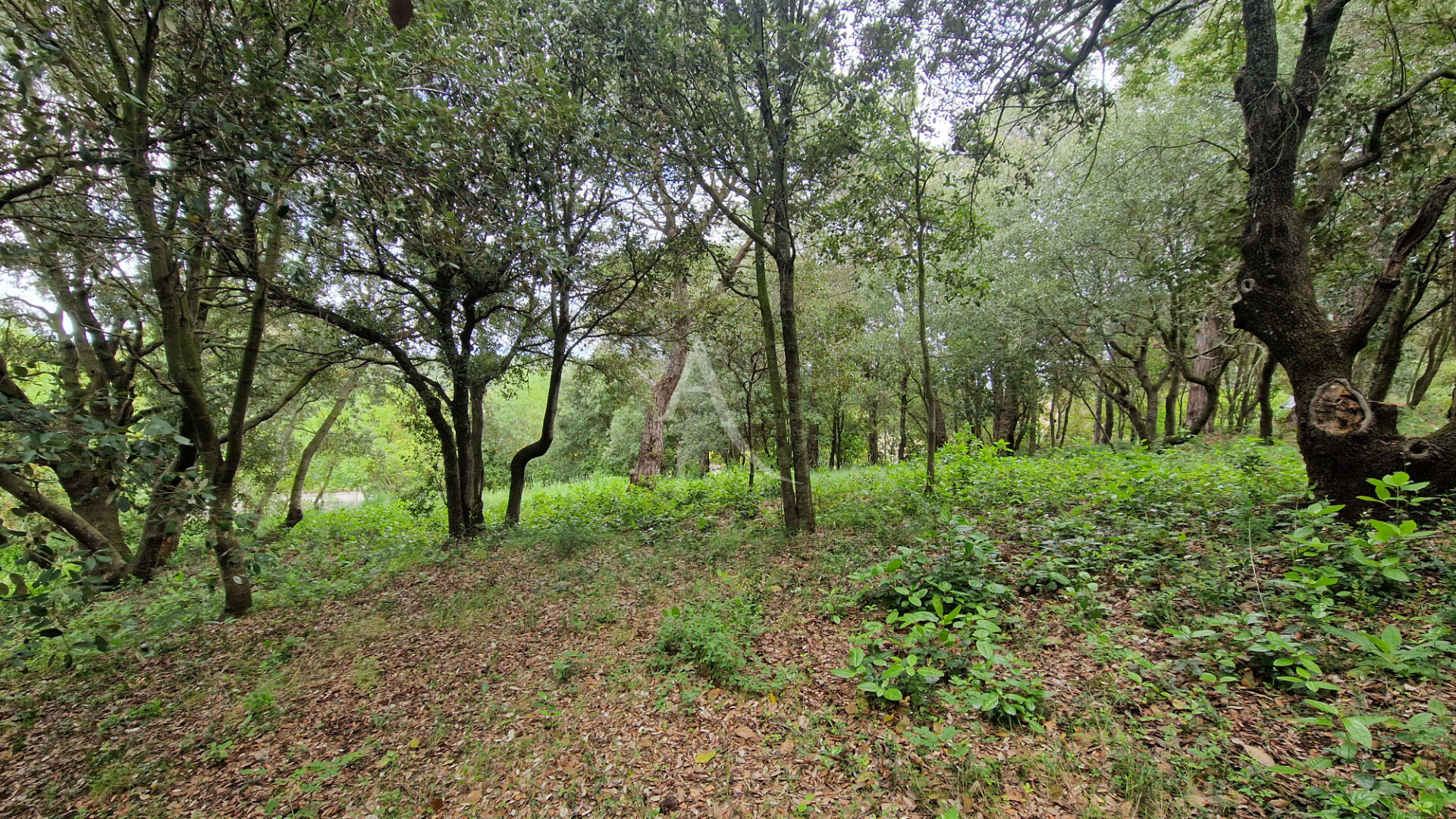 Photo Terrain constructible à Palaja proche CARCASSONNE image 4/6