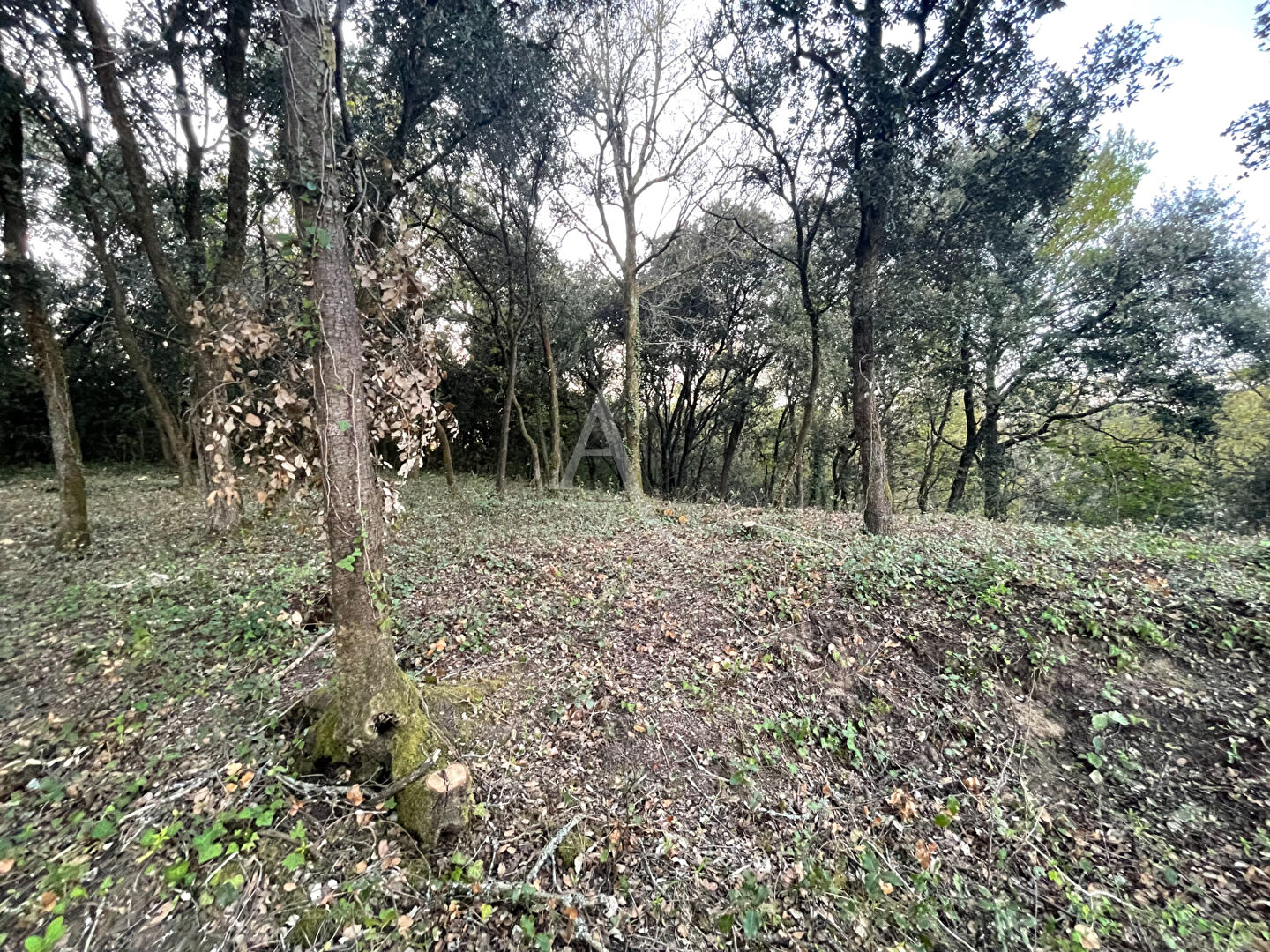 Photo Terrain Longeville Sur Mer 803m2 image 3/6