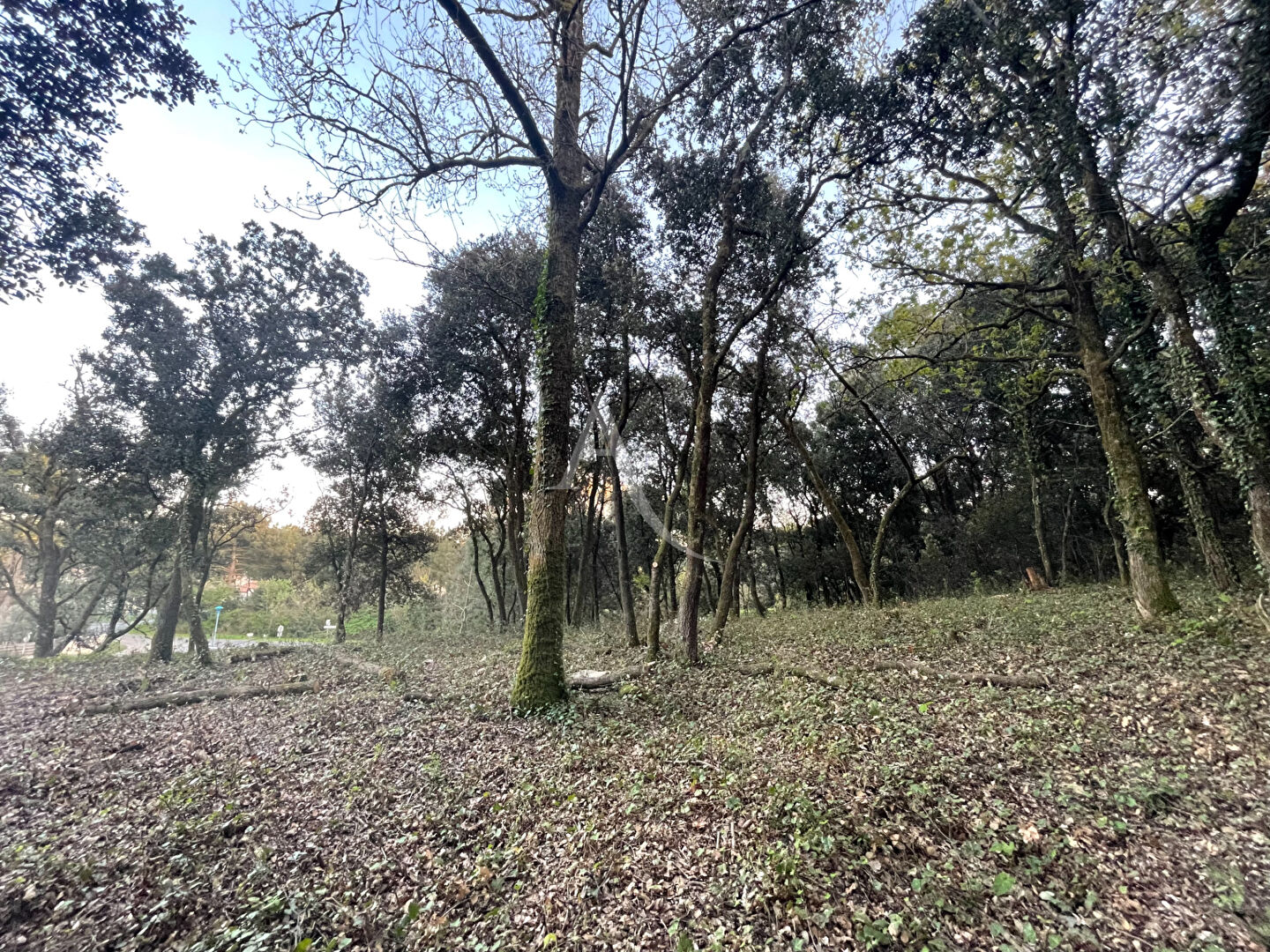 Photo Terrain Longeville Sur Mer 803m2 image 5/6