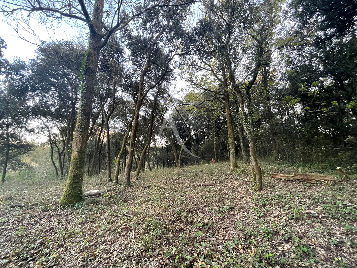 Photo Terrain Longeville Sur Mer 803m2 image 6/6