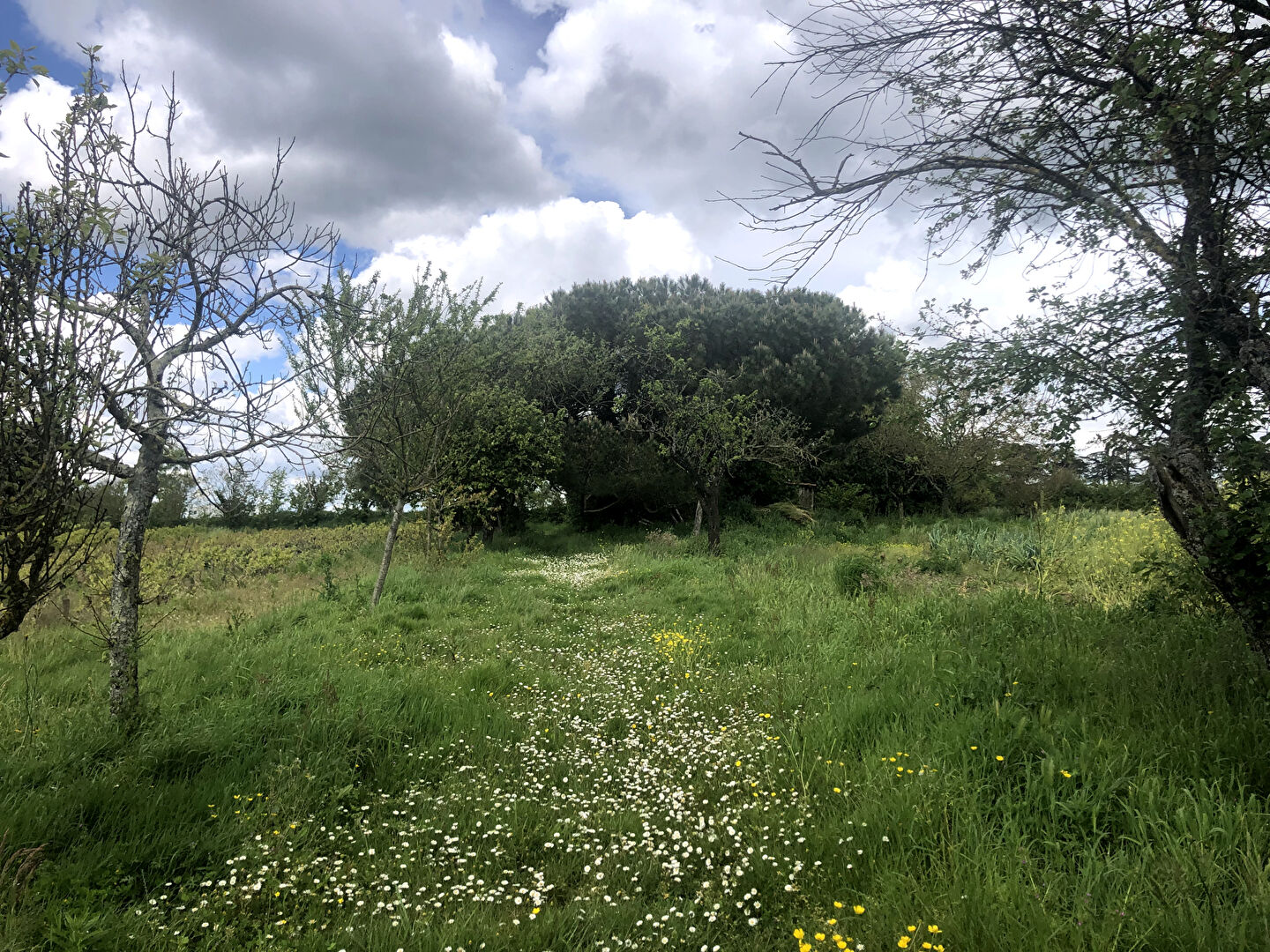 Photo Terrain de loisirs Montaigu Vendee image 2/6