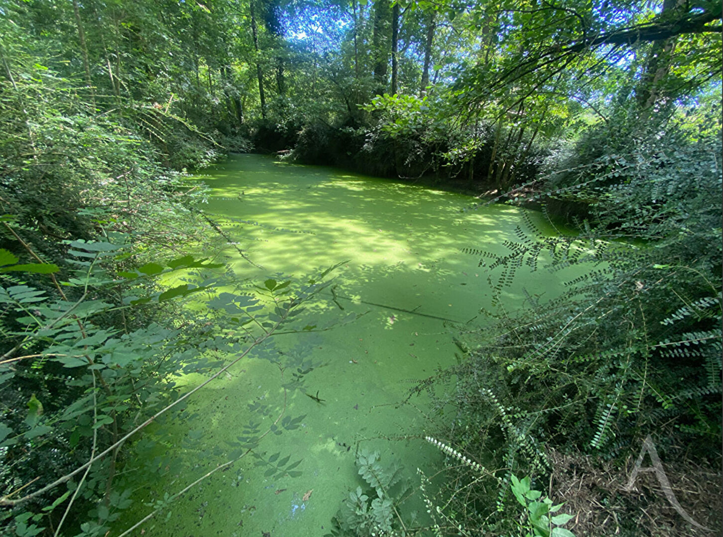 Photo Terrain de loisirs Montreverd L'Herbergement image 2/5