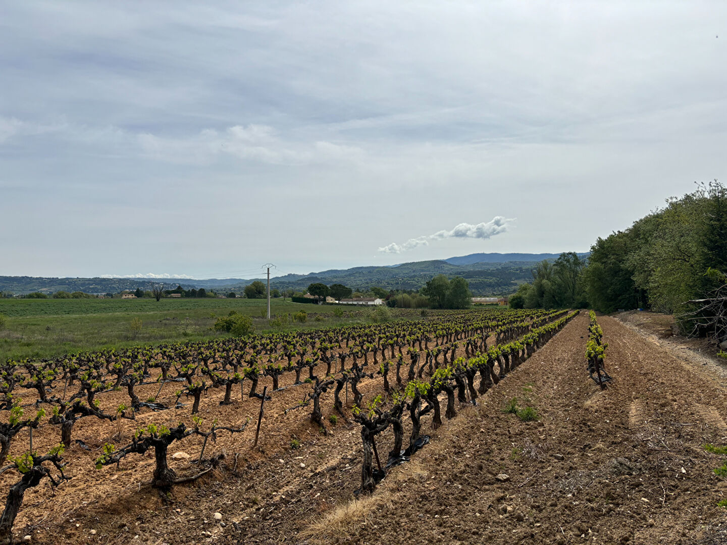 Propriété avec maison, grand hangar et 3,5 ha de vignes, truffières et bois, cadre privilégié