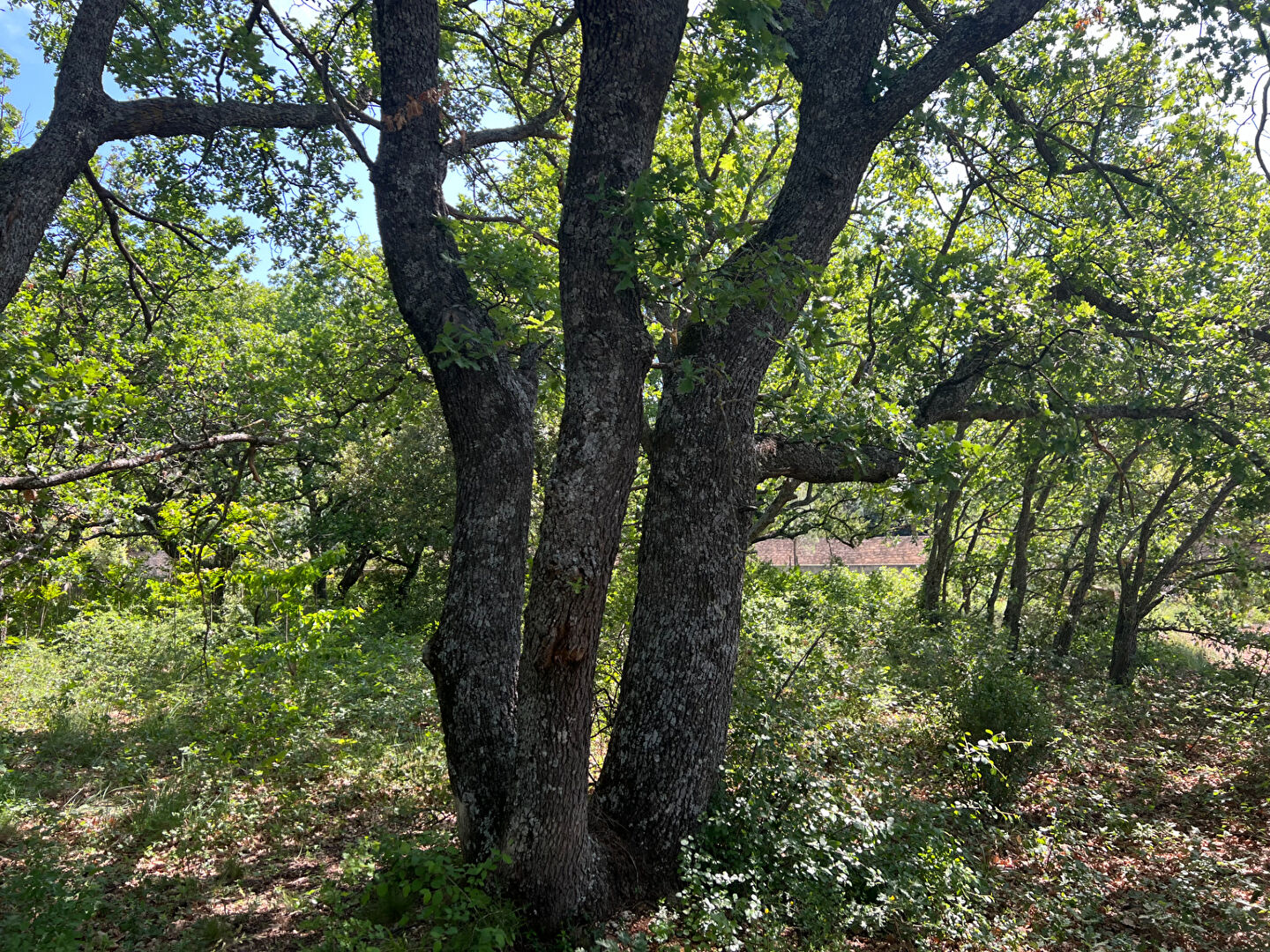 Terrain Rustrel 900 m2