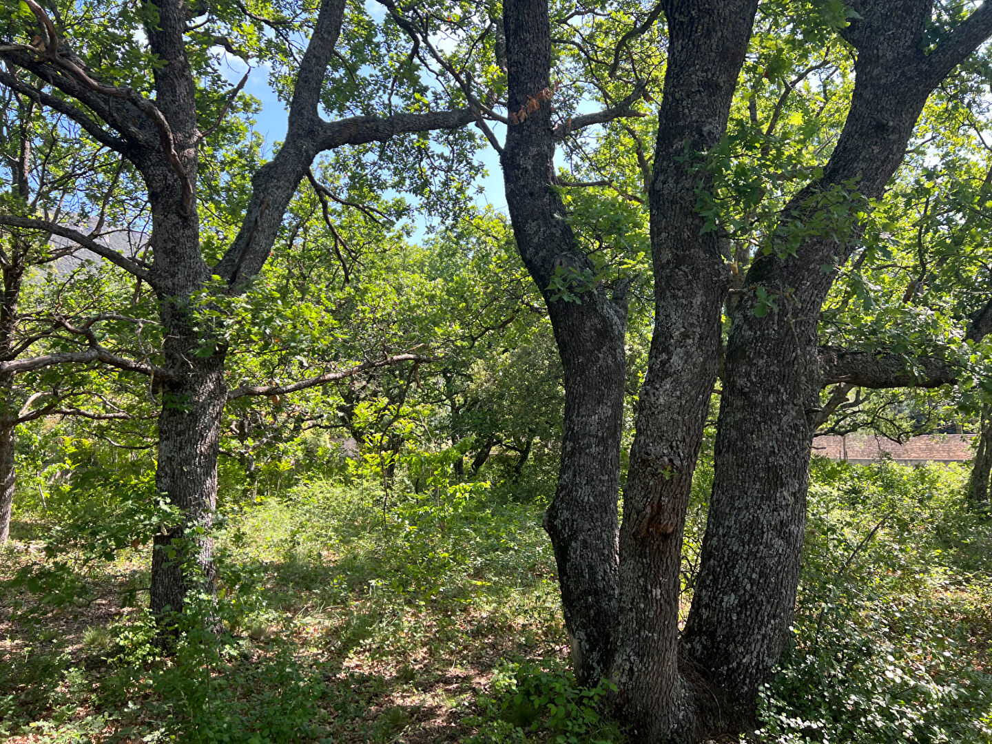 Terrain Rustrel 900 m2