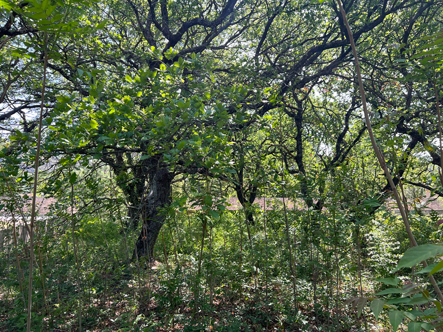 Terrain Rustrel 900 m2