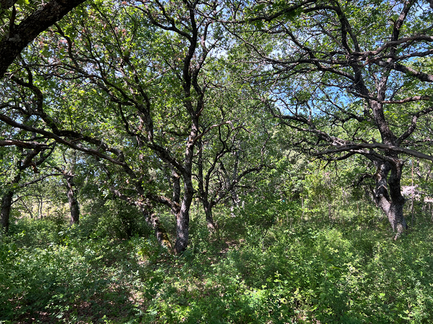 Terrain Rustrel 900 m2