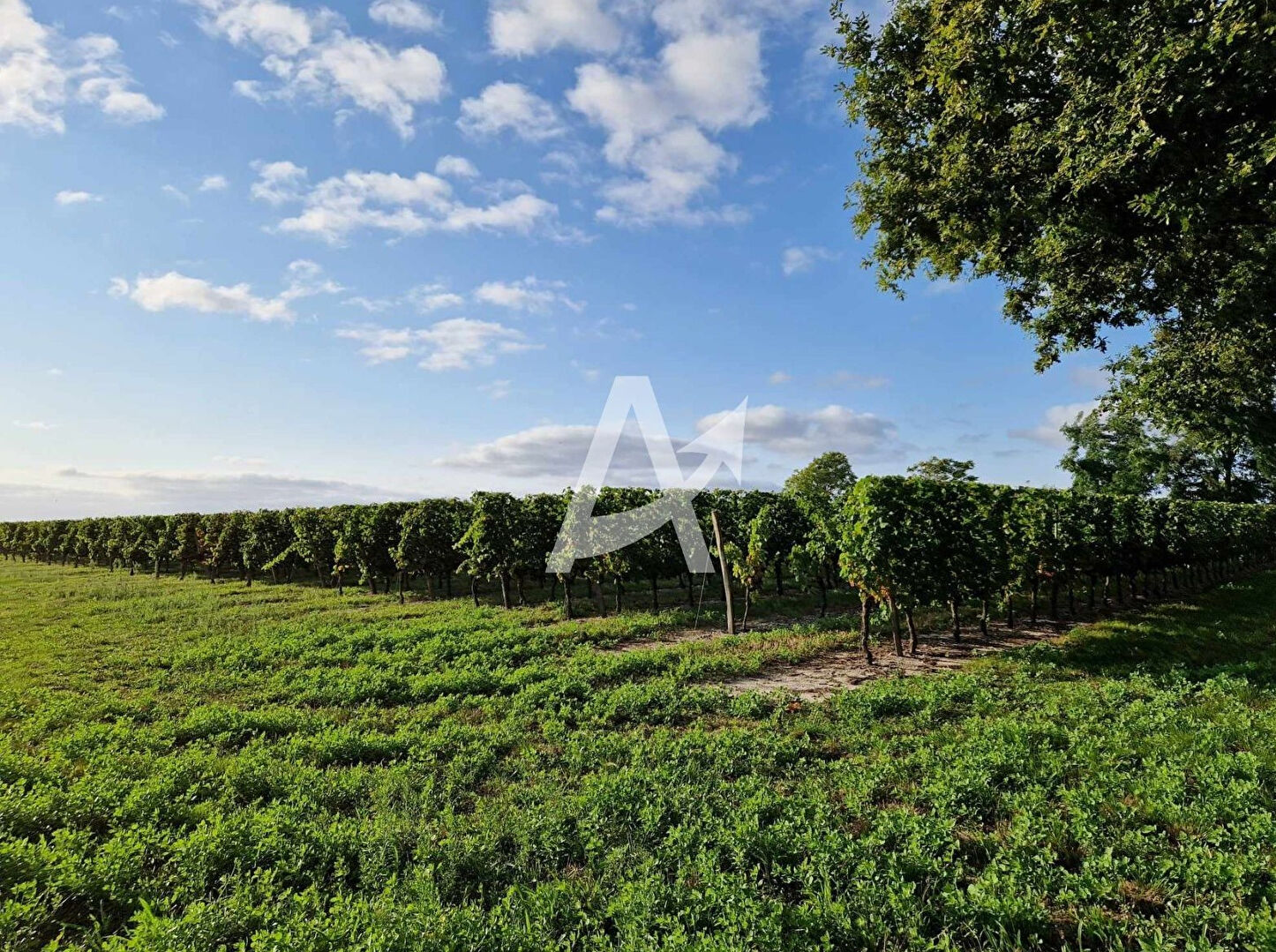 Agence immobilière de ARROW IMMOBILIER