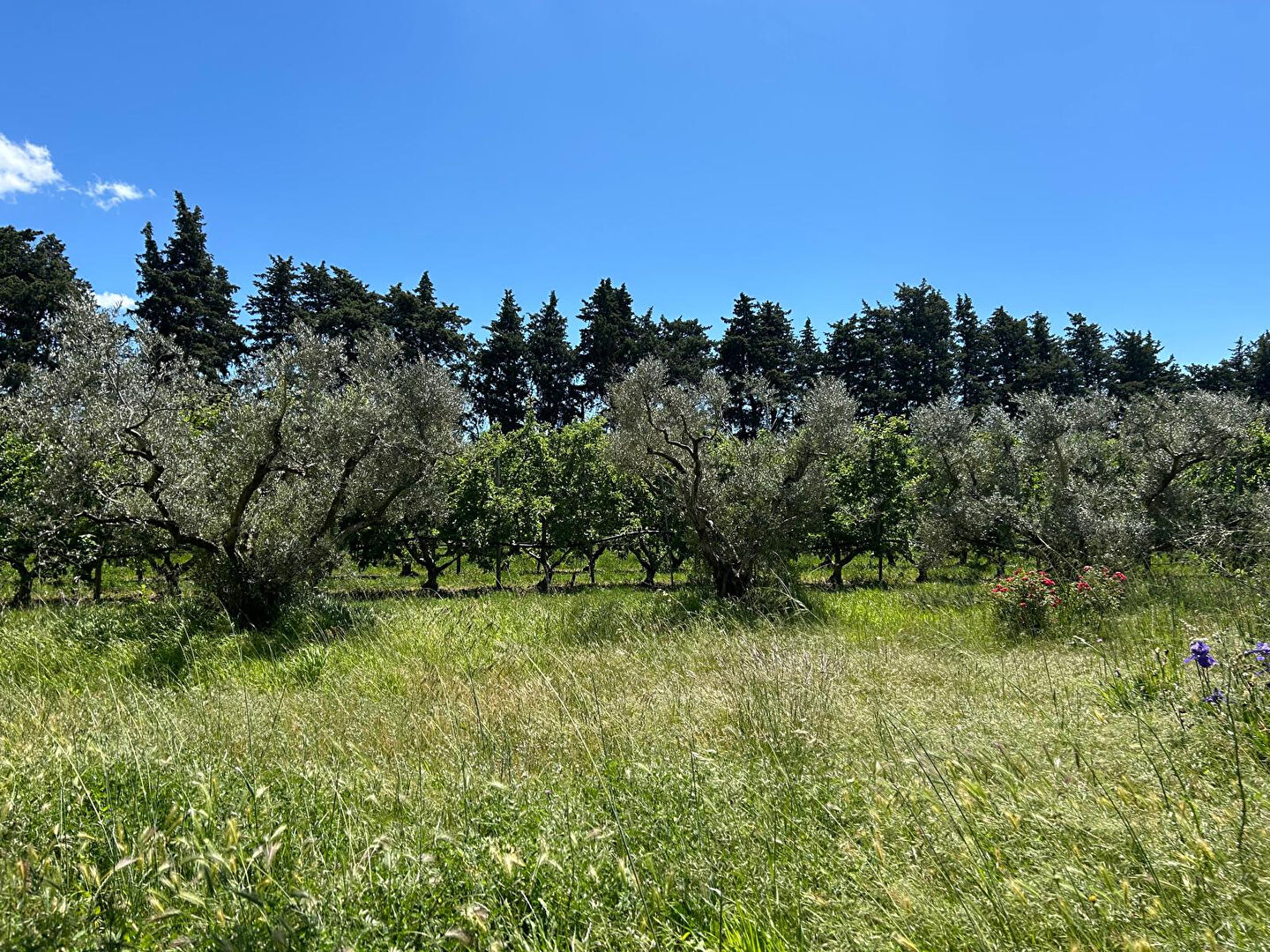 Photo mas Robion 6 pièce(s) 230 m² image 2/6