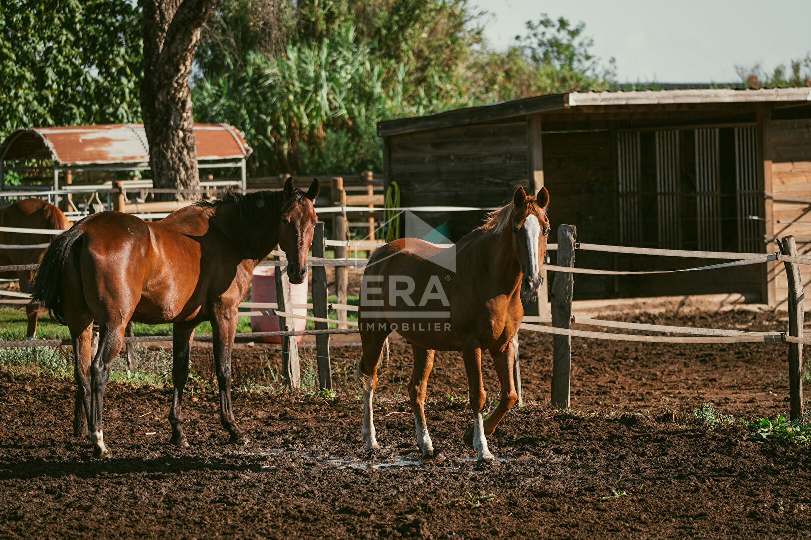 Photo A vendre propriété équestre de 37802 m² entièrement aménagée image 1/6