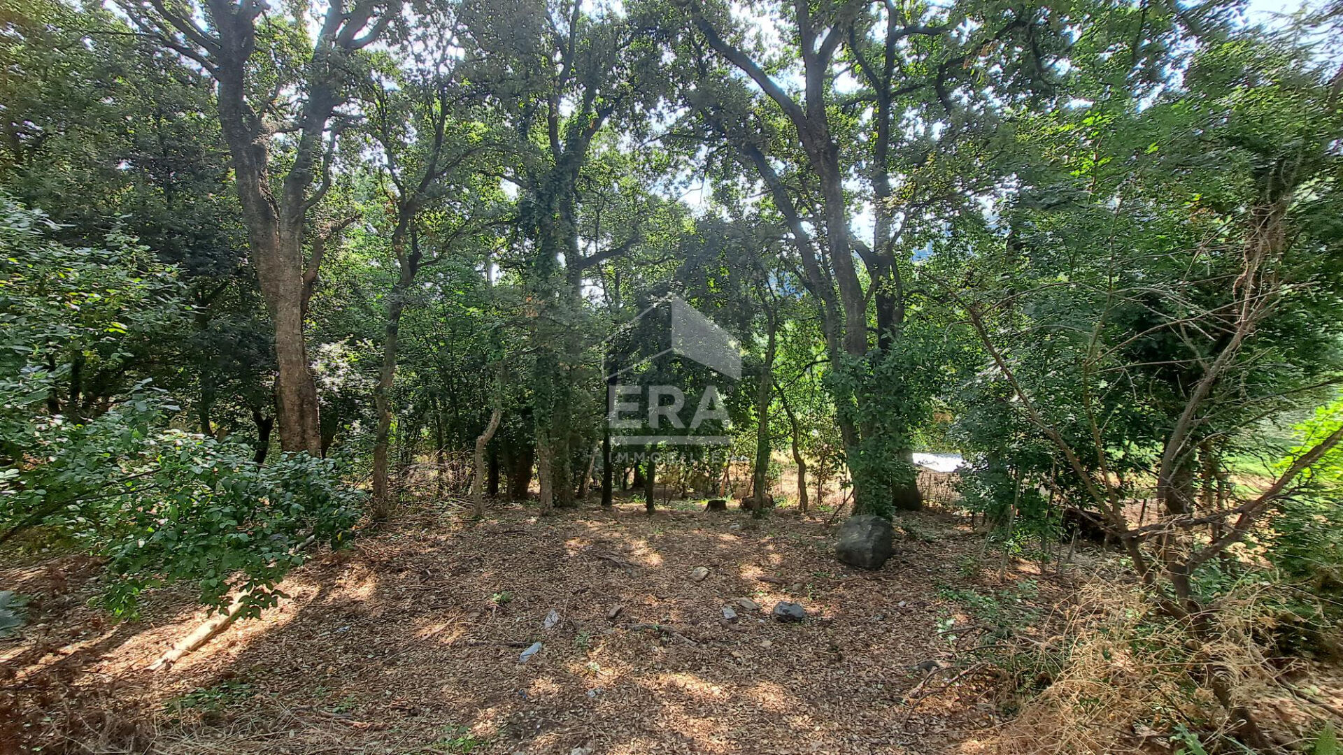 Photo Terrain Borgo 4000 m2 à viabiliser image 2/5