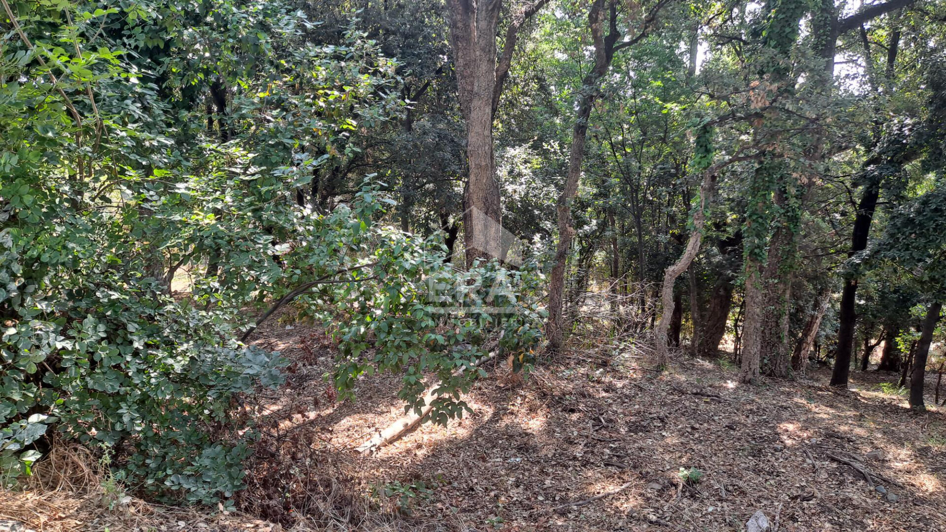 Photo Terrain Borgo 4000 m2 à viabiliser image 3/5