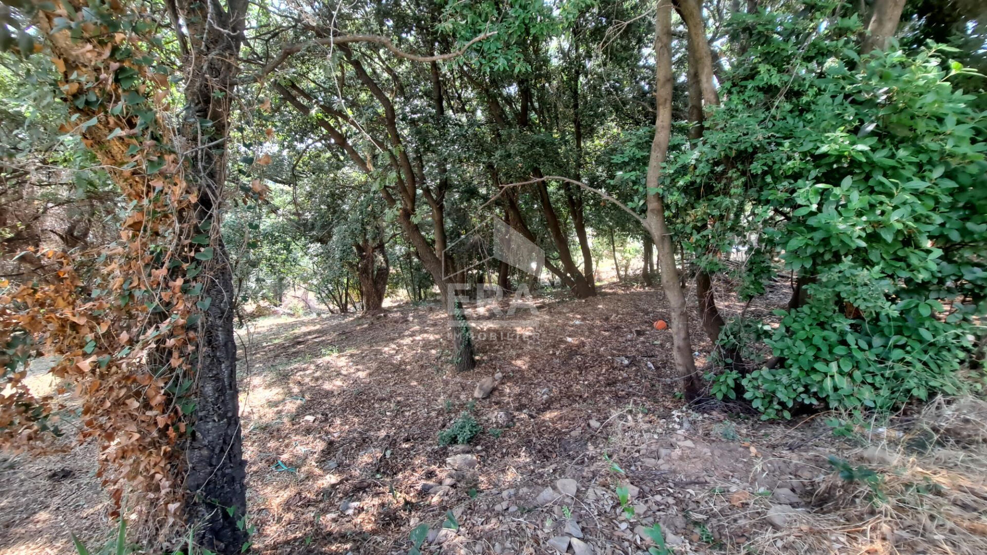 Photo Terrain Borgo 4000 m2 à viabiliser image 4/5