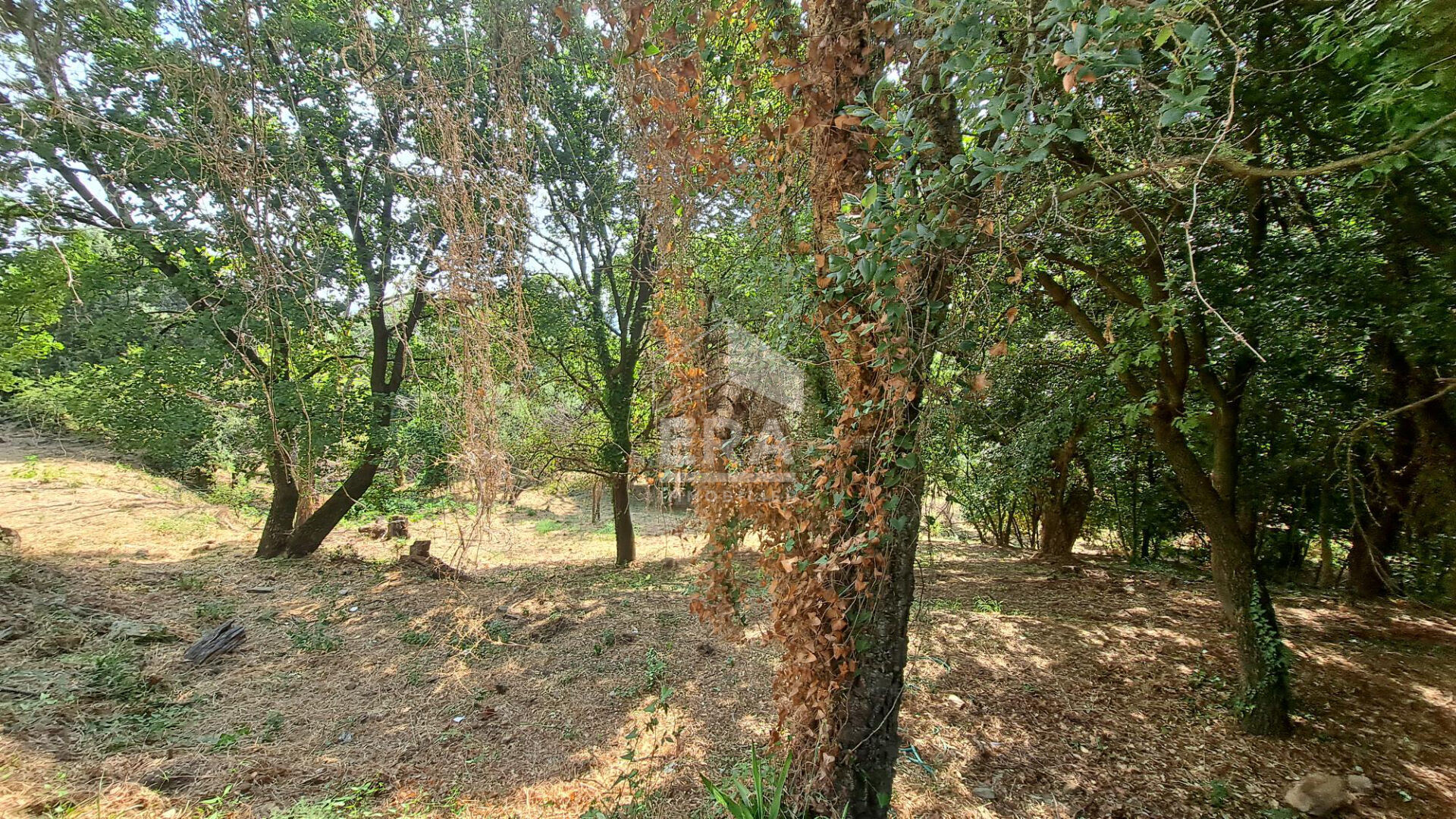 Photo Terrain Borgo 4000 m2 à viabiliser image 5/5