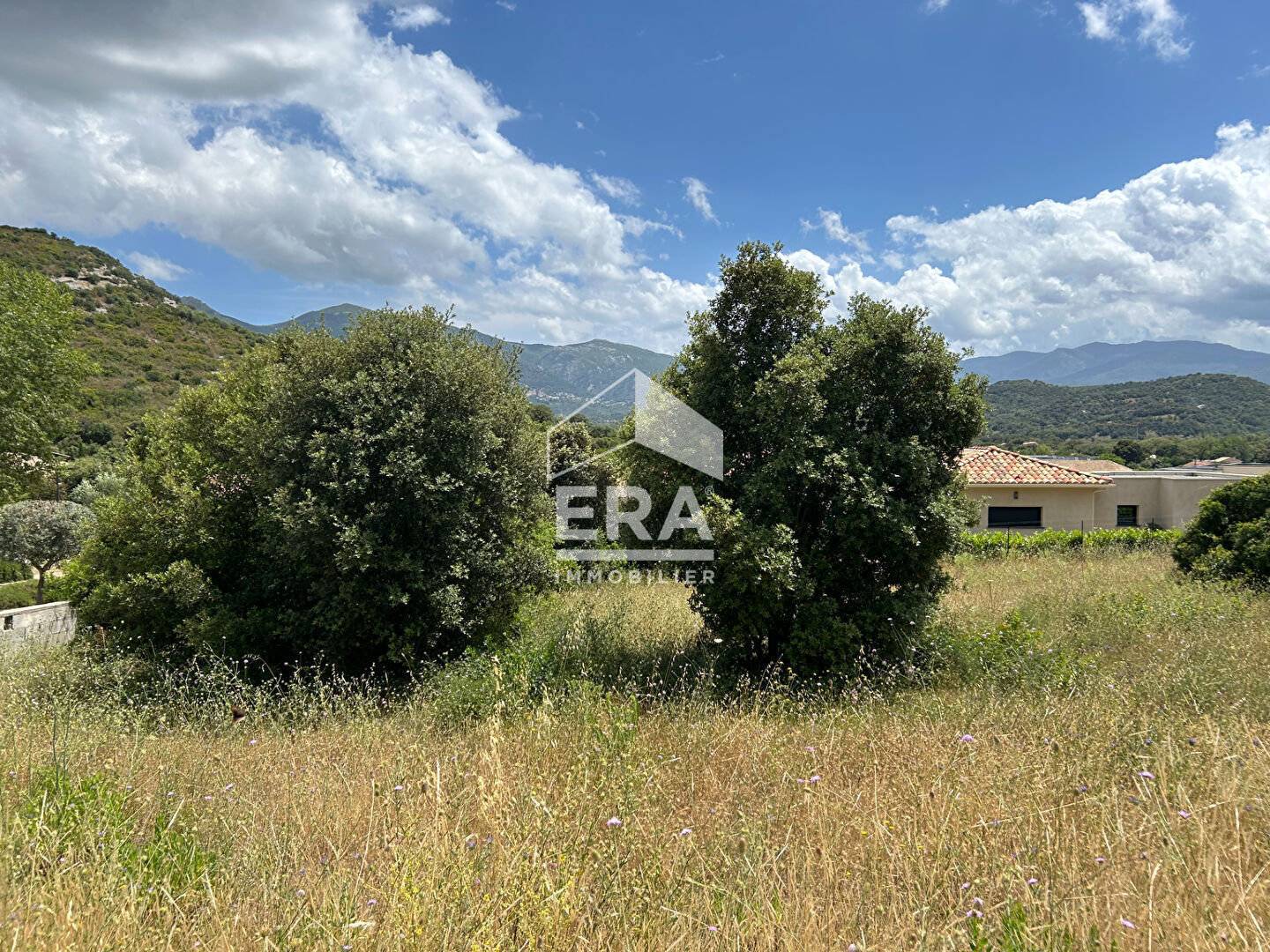 A VENDRE OLETTA TERRAIN CONSTRUCTIBLE DE 1493 M² (viabilisé ,COS DE 20% )