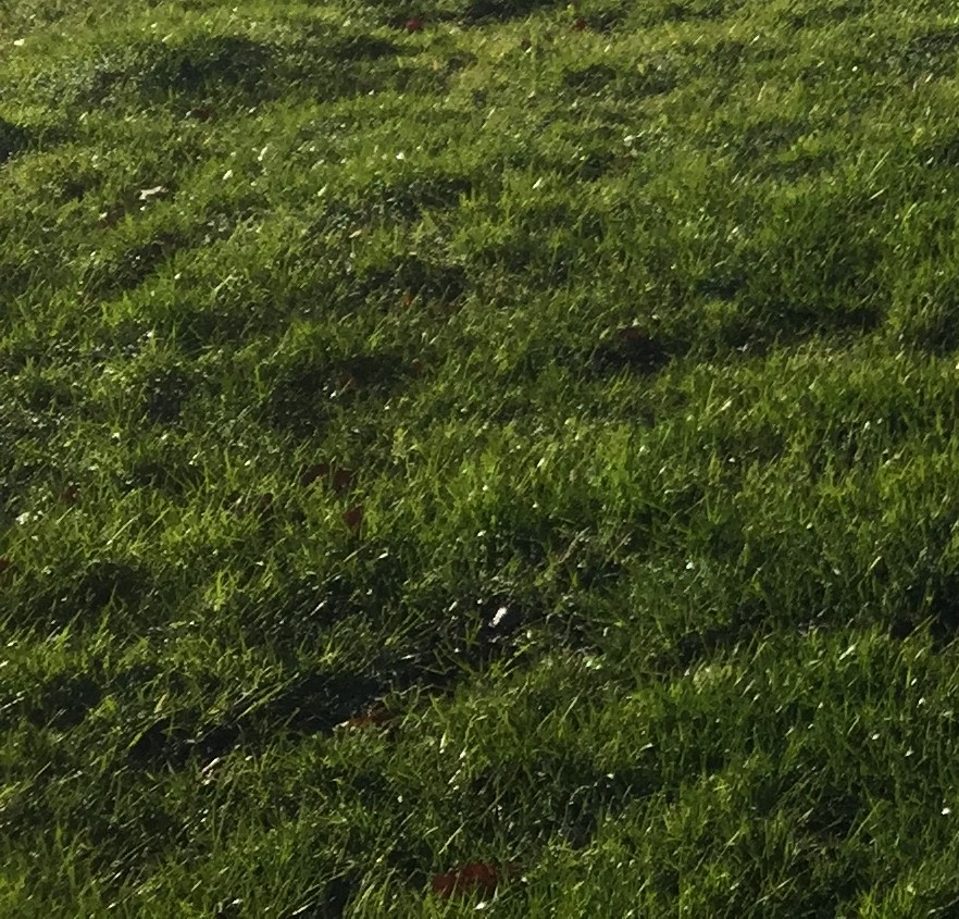 Courmangoux, Parcelle constructible de 4076 m² non viabilisée