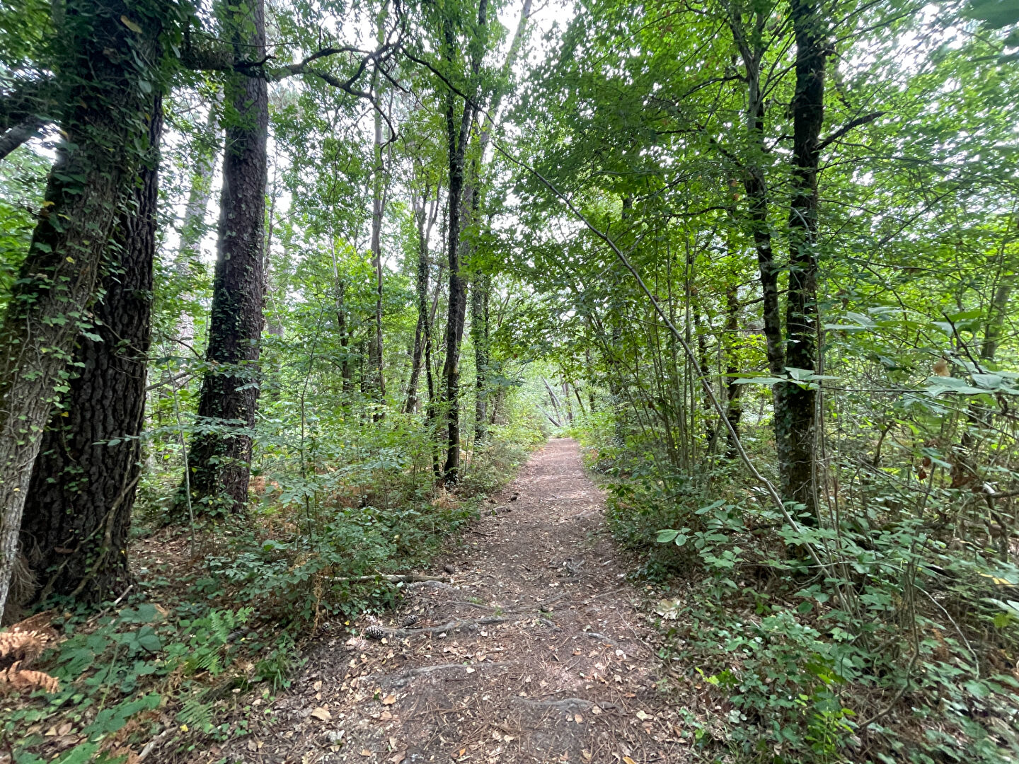 A vendre terrain boisé à COULOUNIEIX CHAMIERS 24660