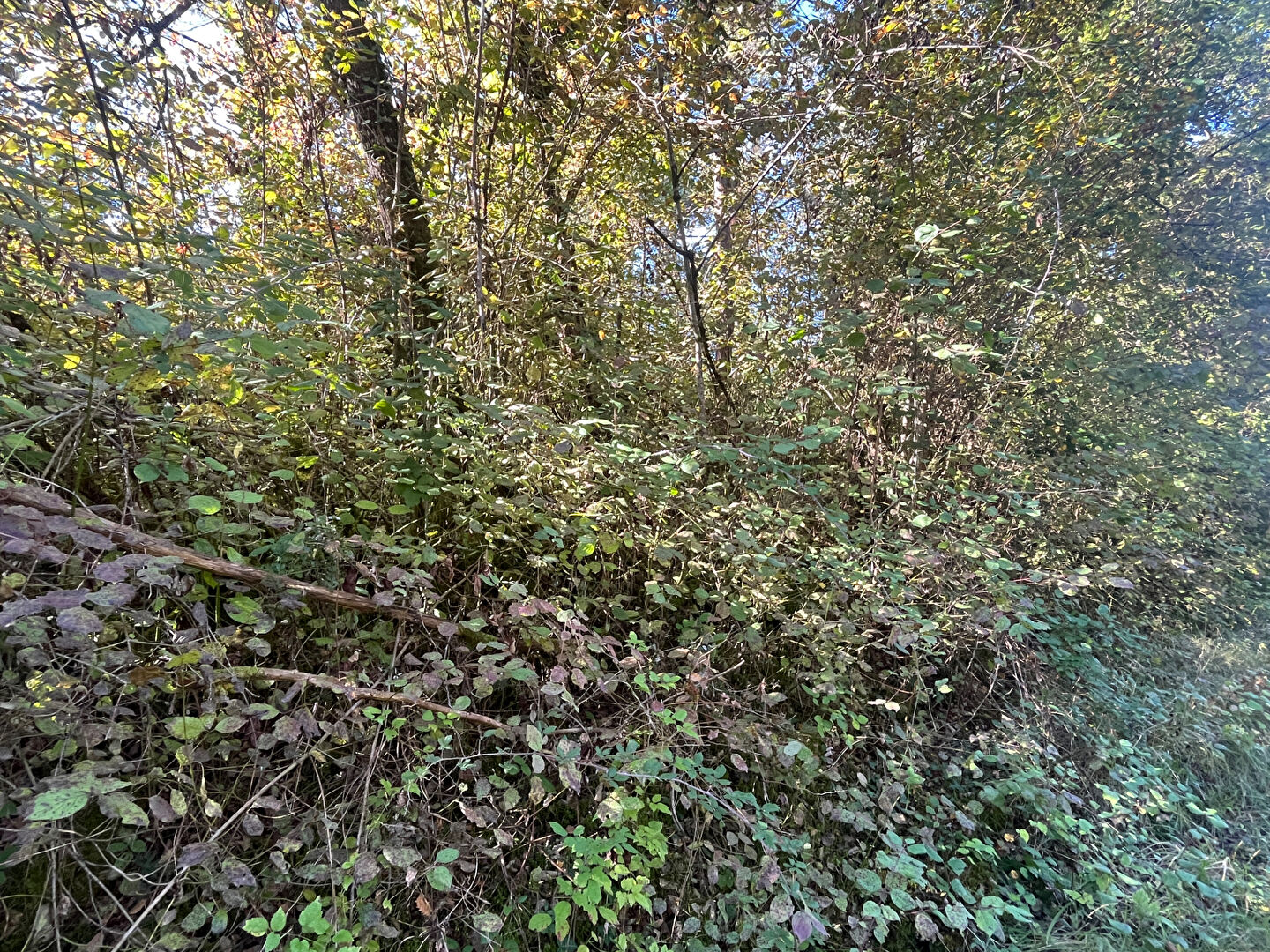 A VENDRE Terrain Boisé  de 10 100 m2 commune de Cubjac