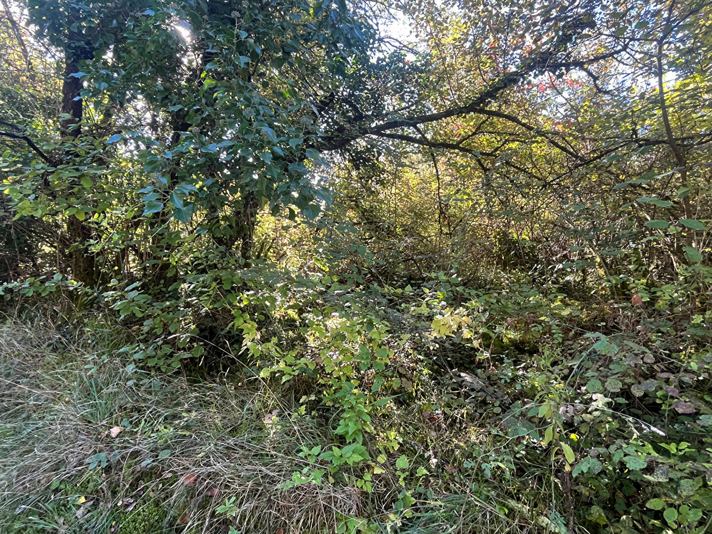 A VENDRE Terrains Boisés de1960 m2 commune du Change à Bassillac et  Auberoche