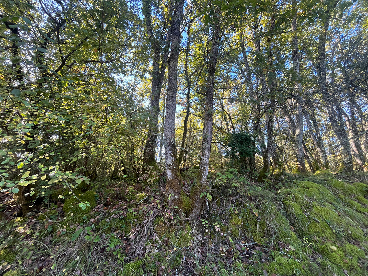 A VENDRE Terrain Boisé  de 4 630  m2 commune de St Vincent sur l'Isle