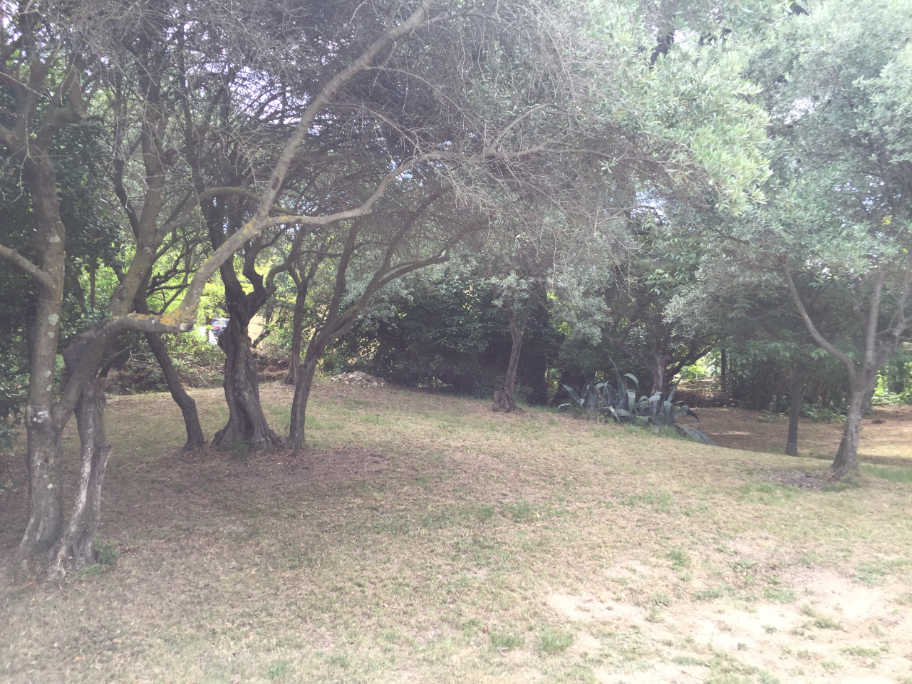 Photo CAUMONT SUR DURANCE - PROCHE AVIGNON - TERRAIN de 1000 M² ARBORE EN CAMPAGNE - LIBRE CONSTRUCTEUR image 6/6