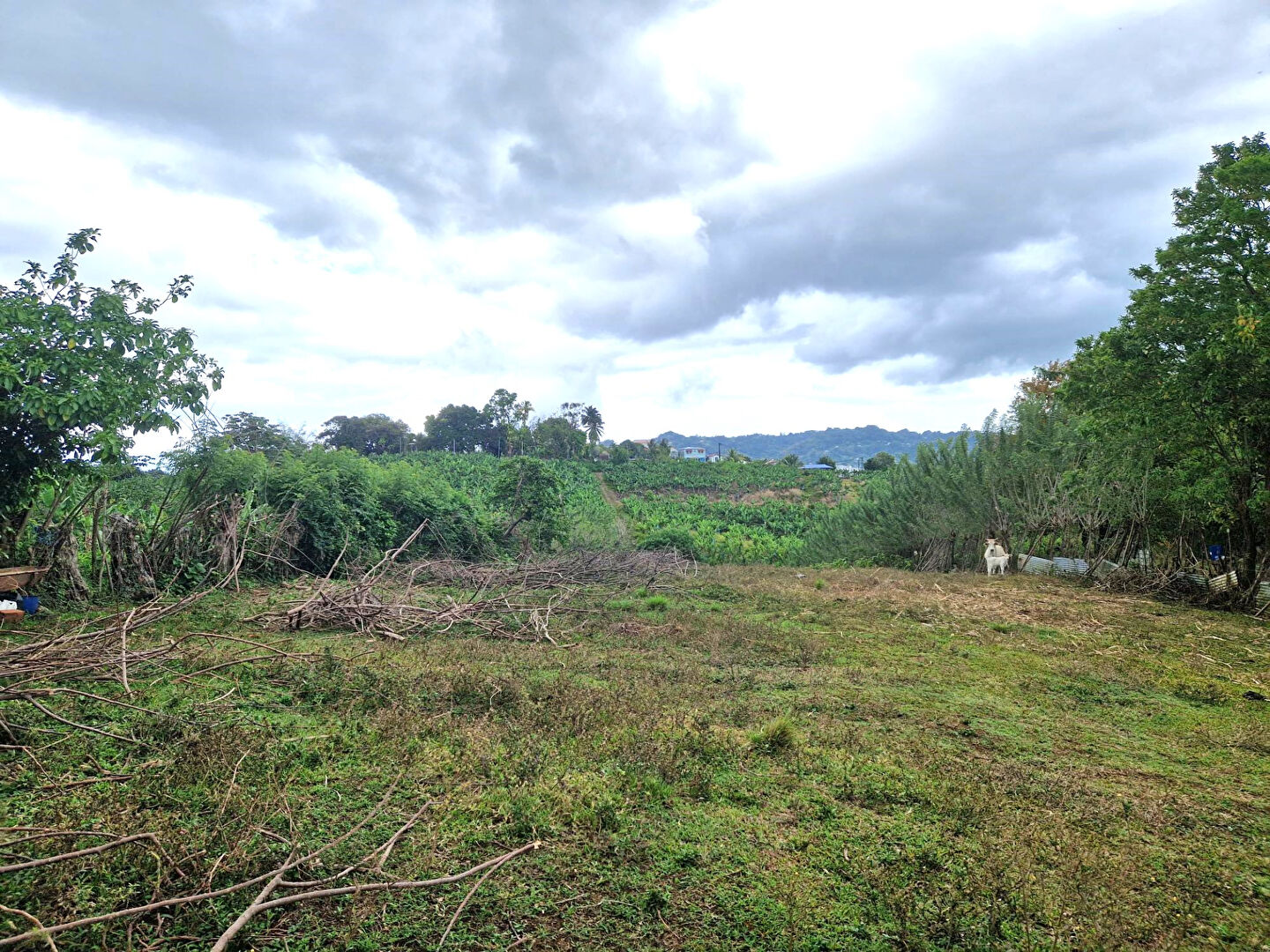 Photo Terrain Le Lamentin 4459 m2 image 1/6