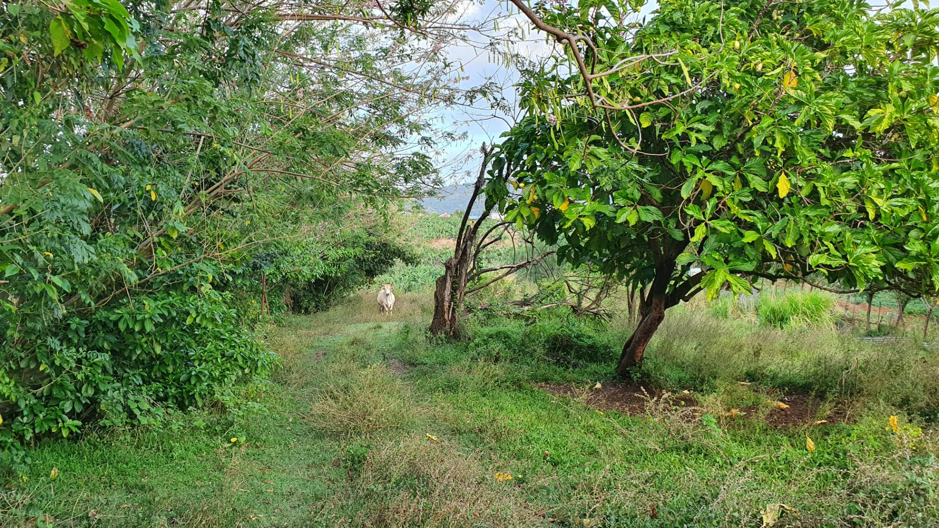 Photo Terrain Le Lamentin 4459 m2 image 4/6