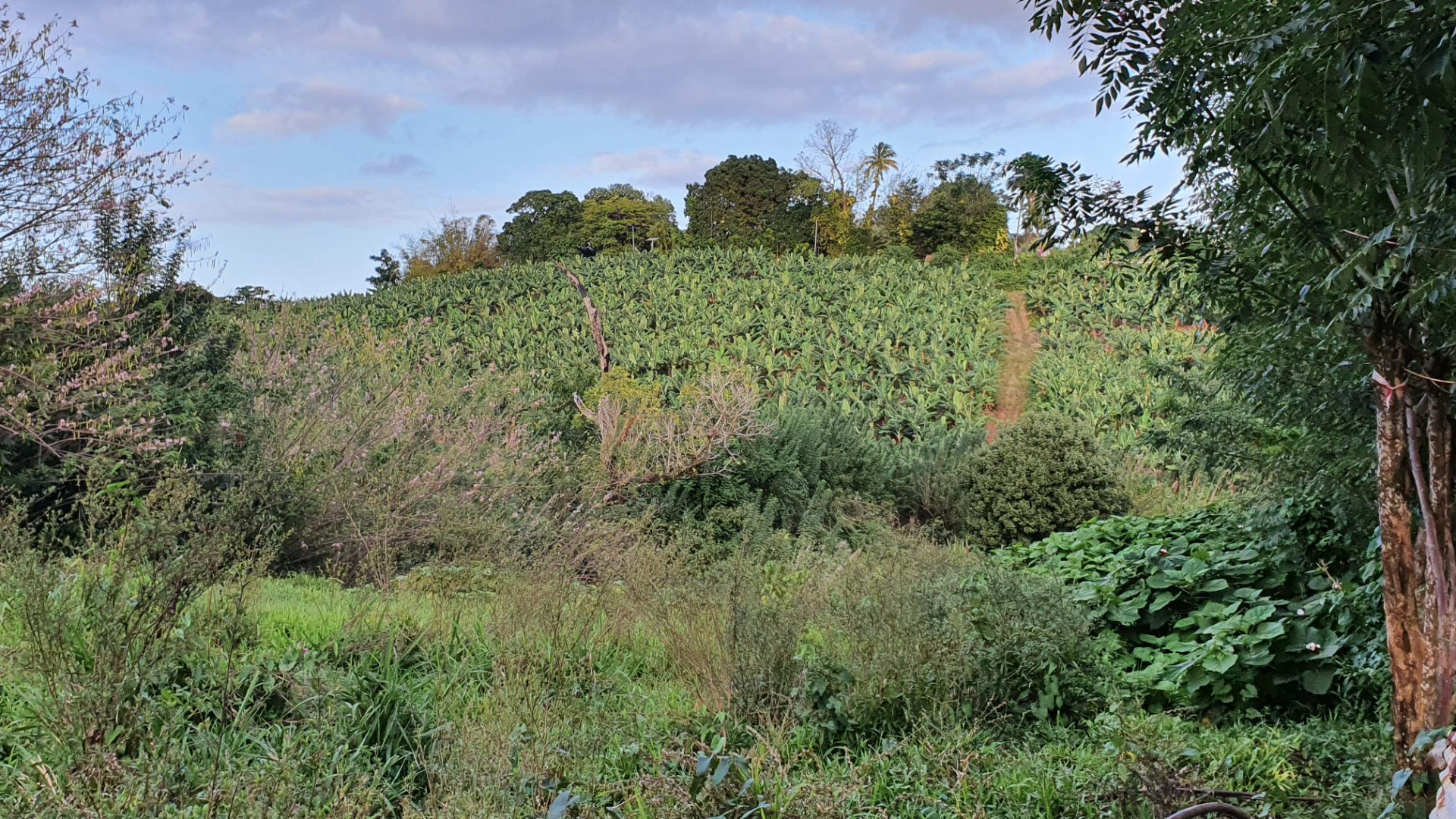 Photo Terrain Le Lamentin 4459 m2 image 6/6