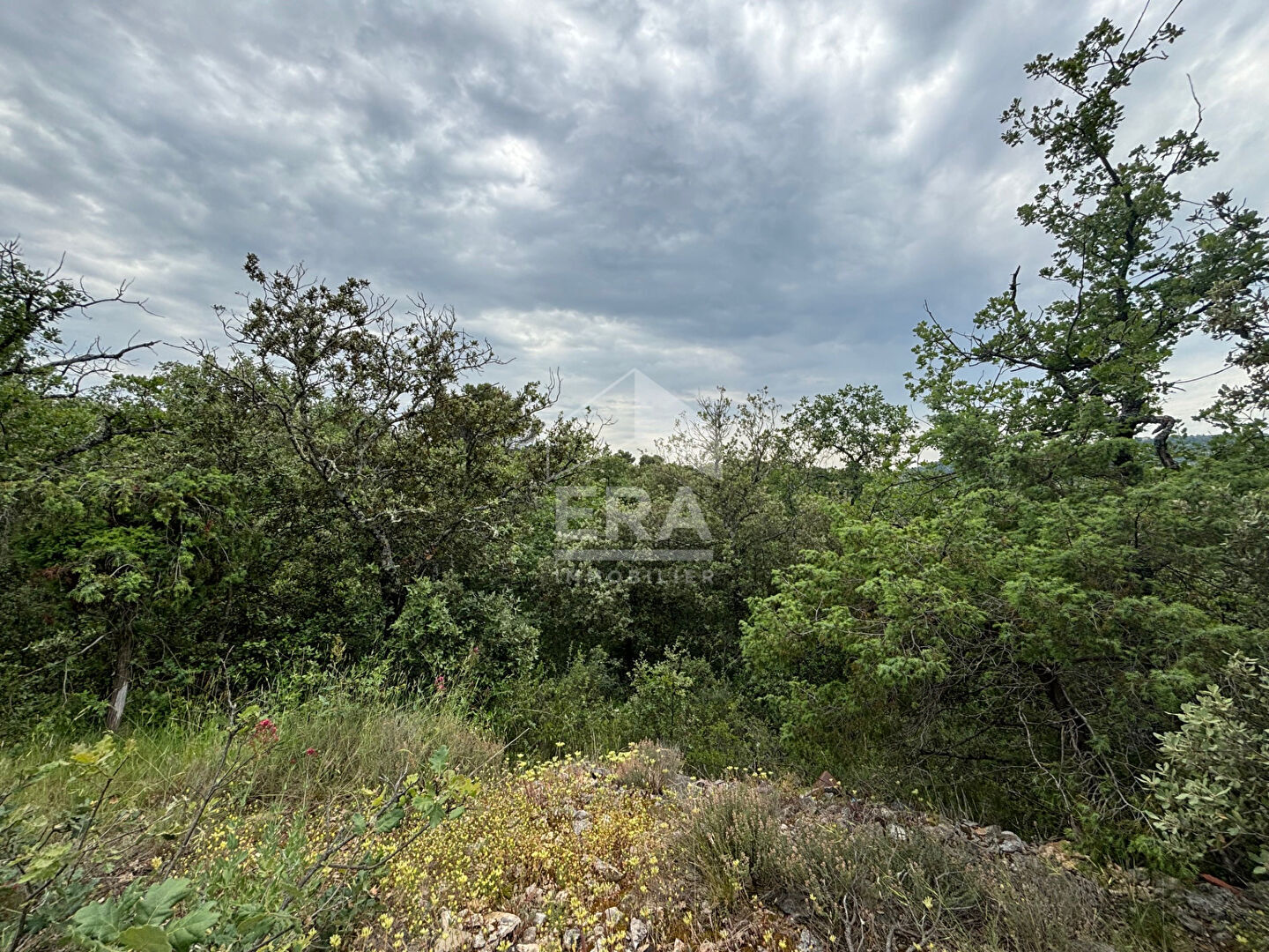 Photo Domaine forestier Blauvac 14210 m2 image 3/6