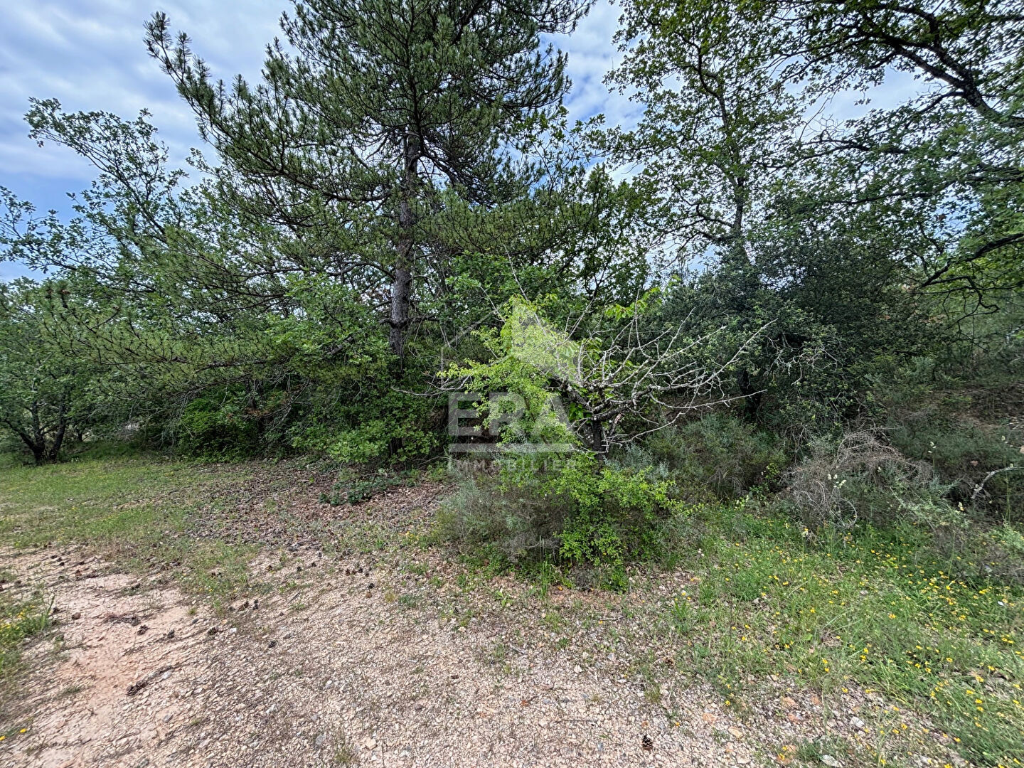 Photo Domaine forestier Blauvac 14210 m2 image 4/6