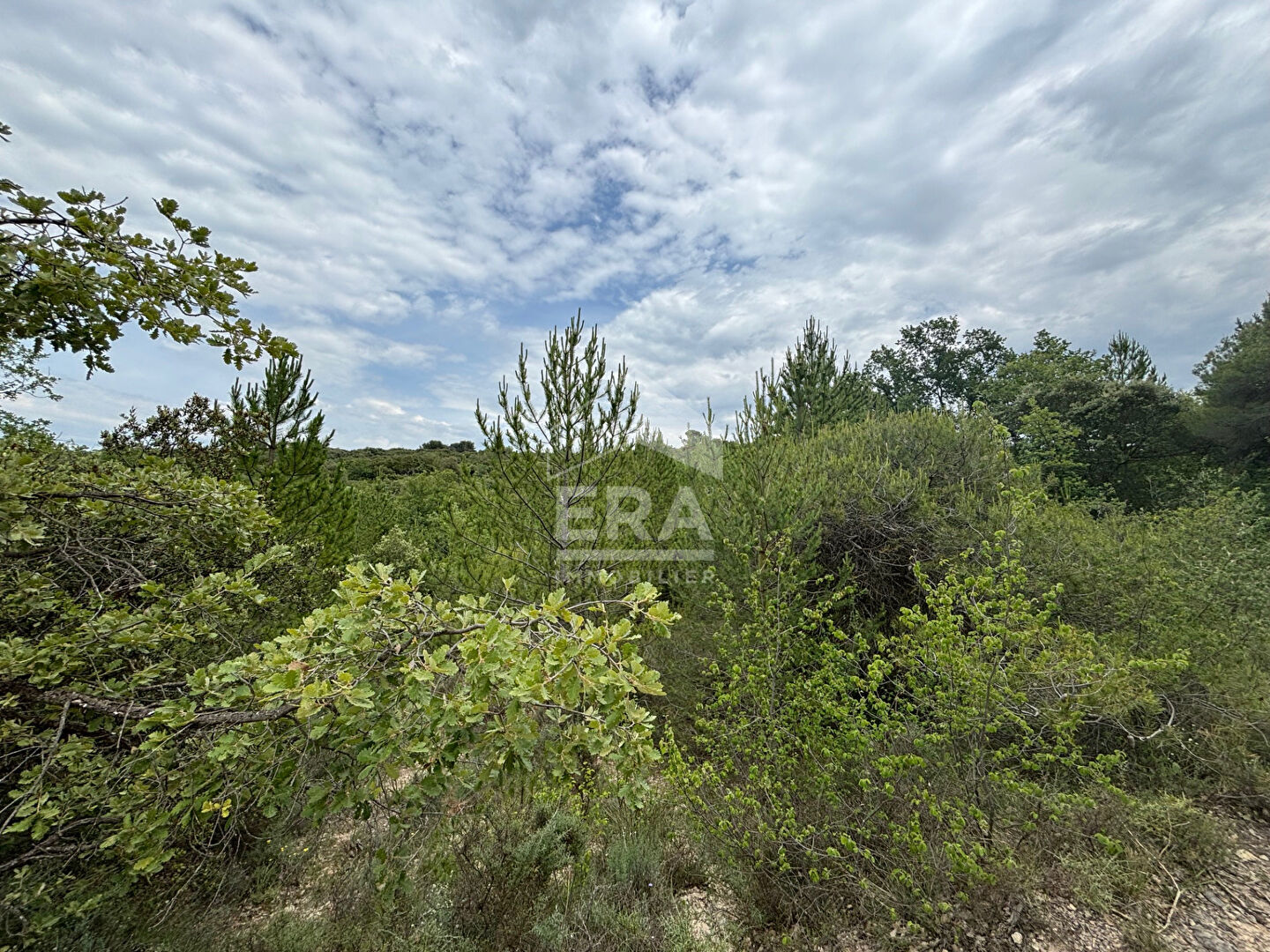 Photo Domaine forestier Blauvac 14210 m2 image 6/6