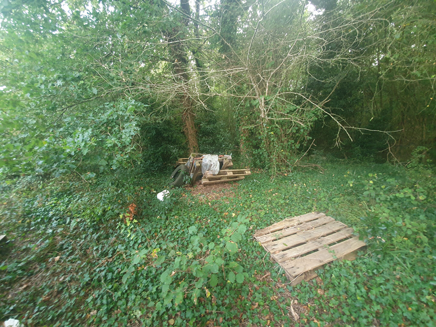 Photo Terrain Trizay 759 m2 image 3/3