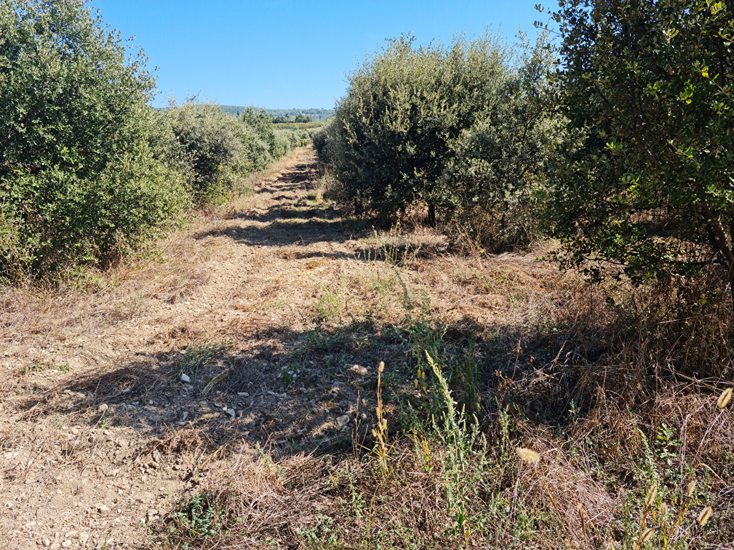 Photo Domaine agricole Villes Sur Auzon image 5/6