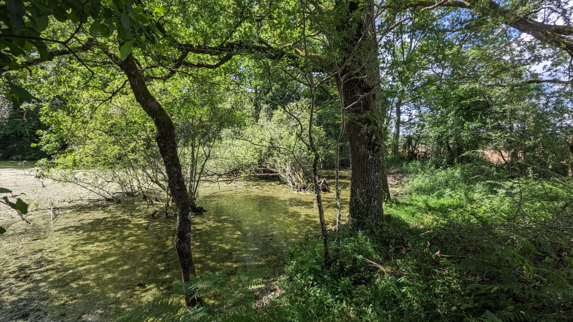 Photo Terrain de loisirs - Usson Du Poitou - 45170 m2 image 4/6