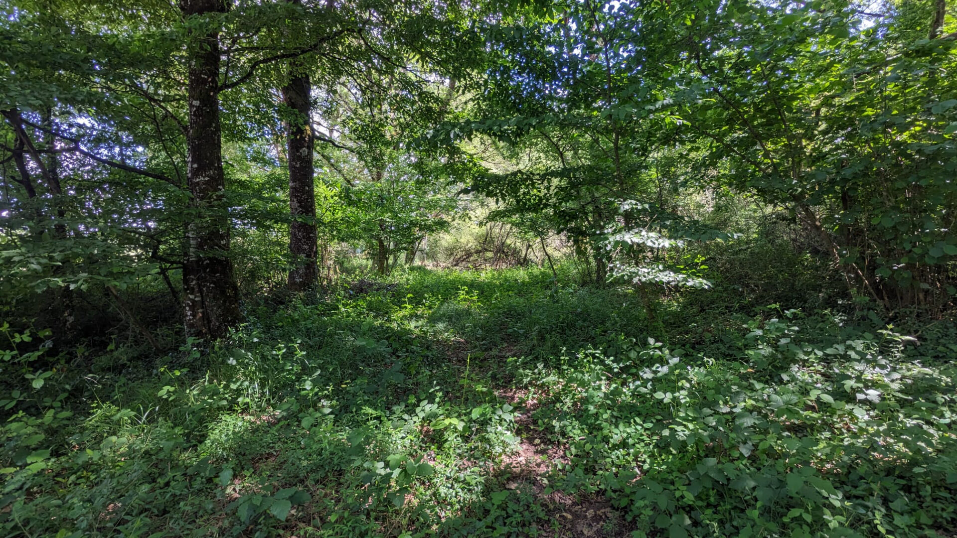 Photo Terrain de loisirs - Usson Du Poitou - 45170 m2 image 6/6