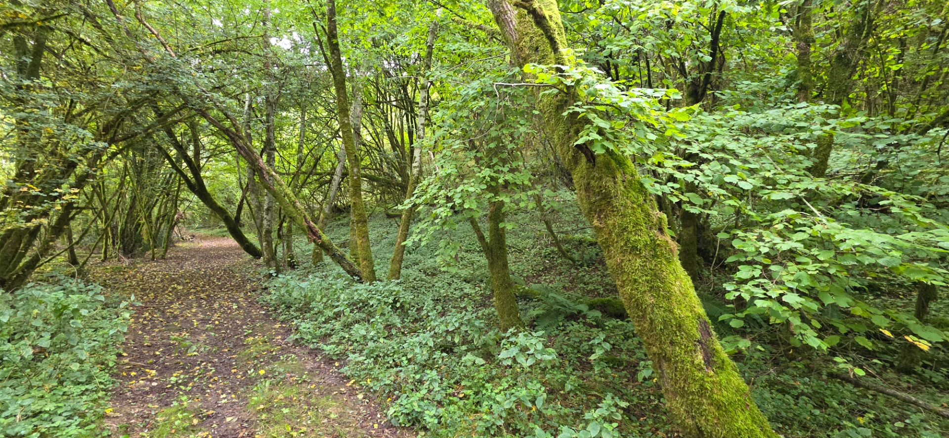 Photo Terrain de Loisirs au bord de la Charente 25 m de Rive Privative image 3/4