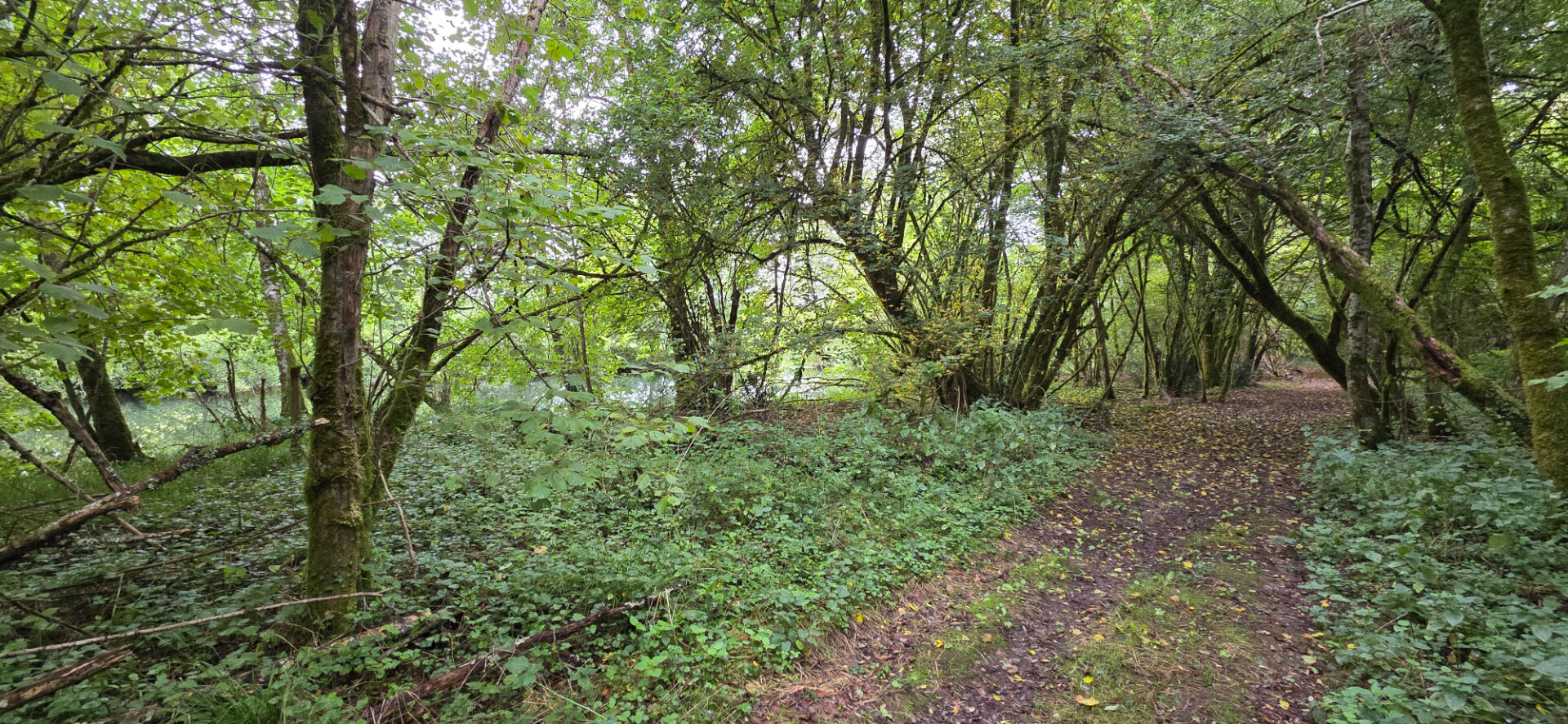 Photo Terrain de Loisirs au bord de la Charente 25 m de Rive Privative image 4/4