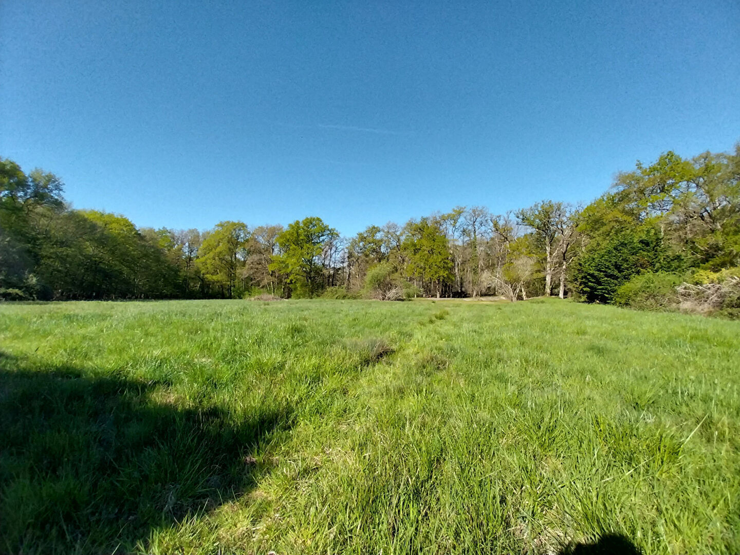 Photo Relais de chasse à vendre - Cour Cheverny - 3 Ha, Maison principale rénovée (5 Chbs) + annexes et dépendances image 2/6