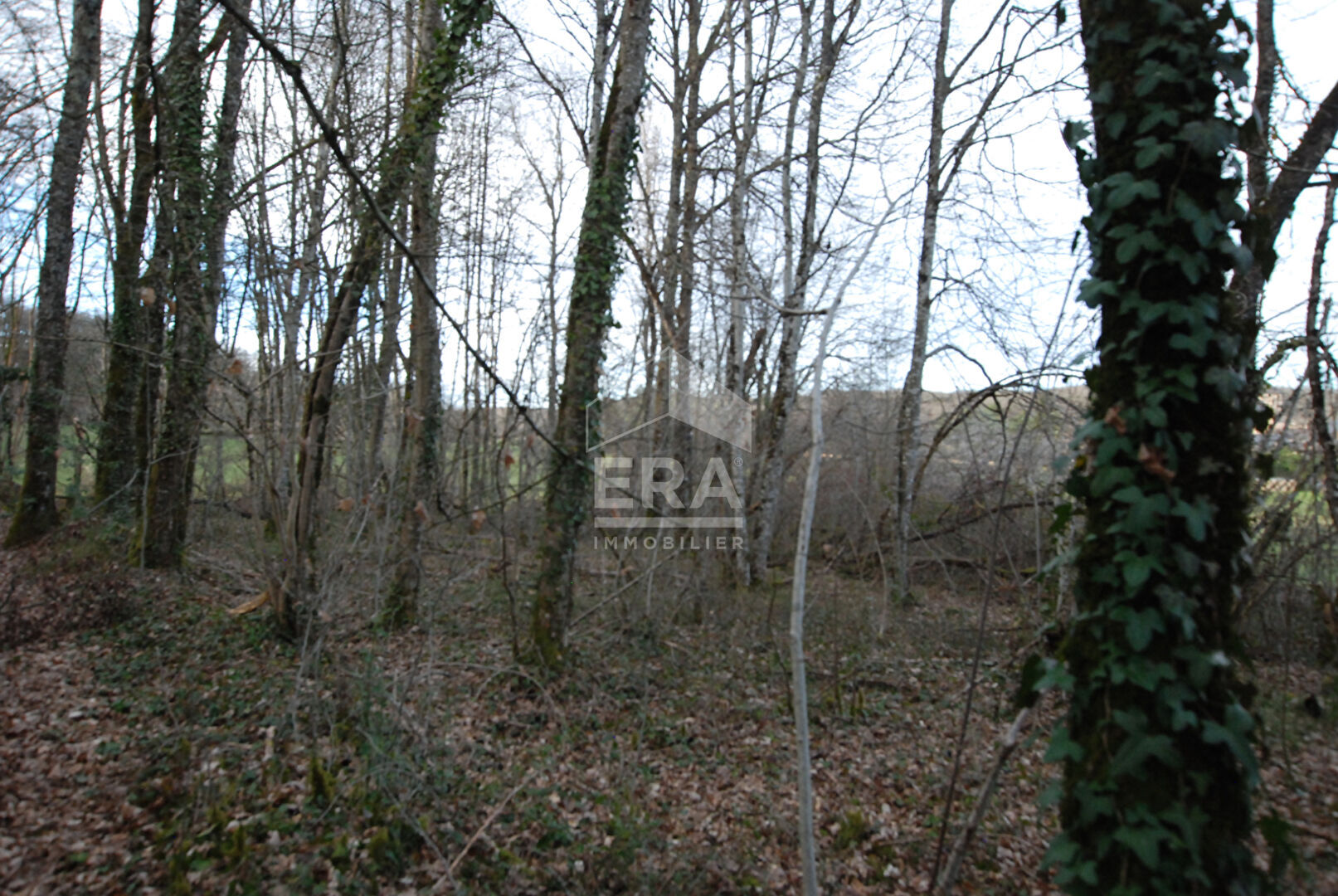 Photo Terrain 3538 m2 - Gignac 46600 image 6/6