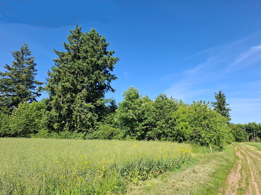 JEUNE PLANTATION DE 8 HECTARES PROCHE GONDRECOURT-LE-CHATEAU