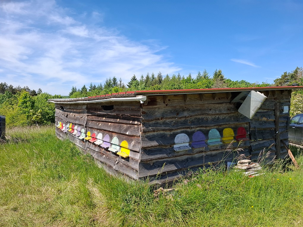 Photo JEUNE PLANTATION DE 8 HECTARES PROCHE GONDRECOURT-LE-CHATEAU image 2/5