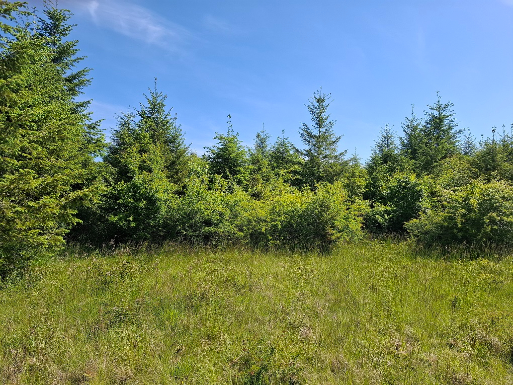 Photo JEUNE PLANTATION DE 8 HECTARES PROCHE GONDRECOURT-LE-CHATEAU image 3/5