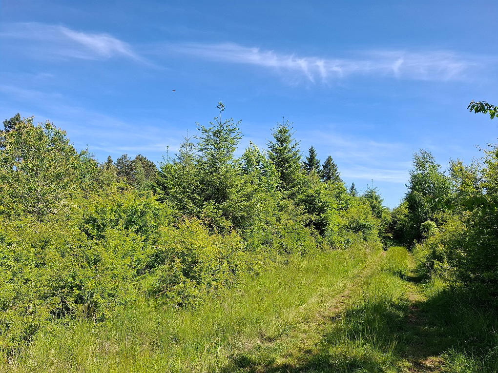 Photo JEUNE PLANTATION DE 8 HECTARES PROCHE GONDRECOURT-LE-CHATEAU image 4/5