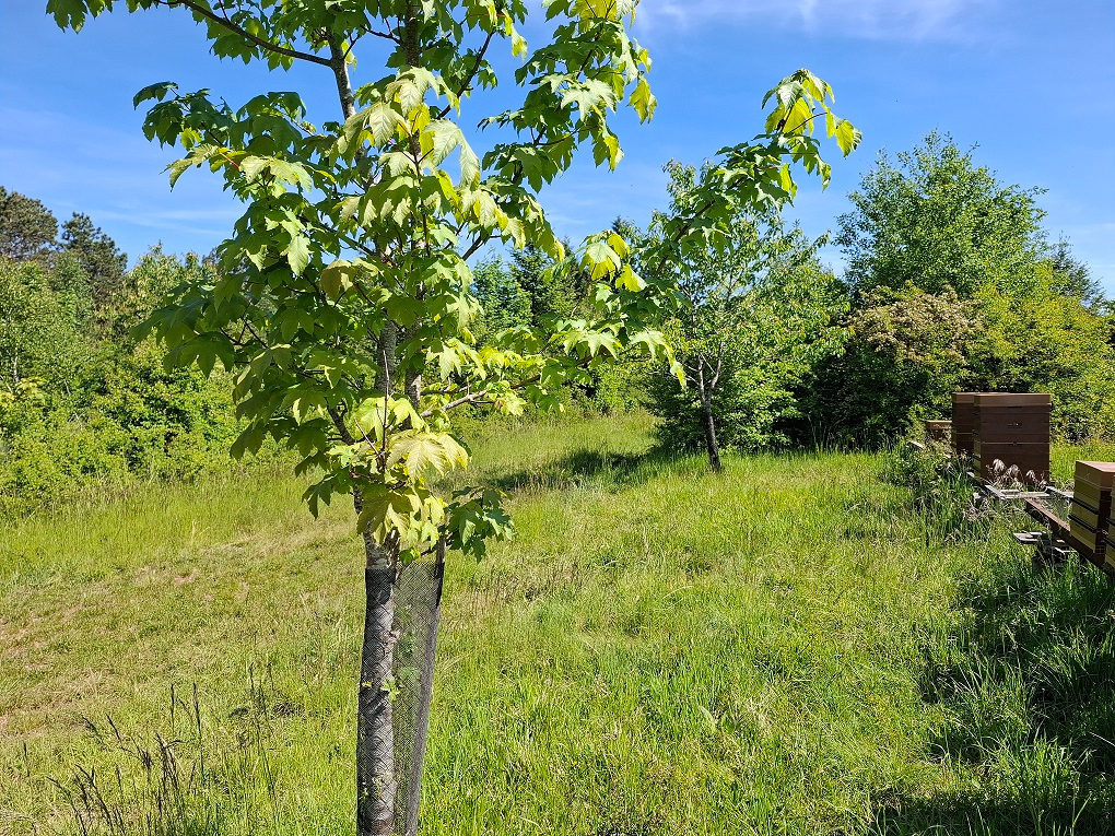 Photo JEUNE PLANTATION DE 8 HECTARES PROCHE GONDRECOURT-LE-CHATEAU image 5/5