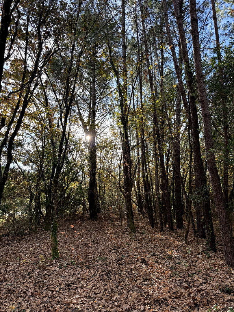 Photo En lisière de forêt, terrain viabilisé image 1/1