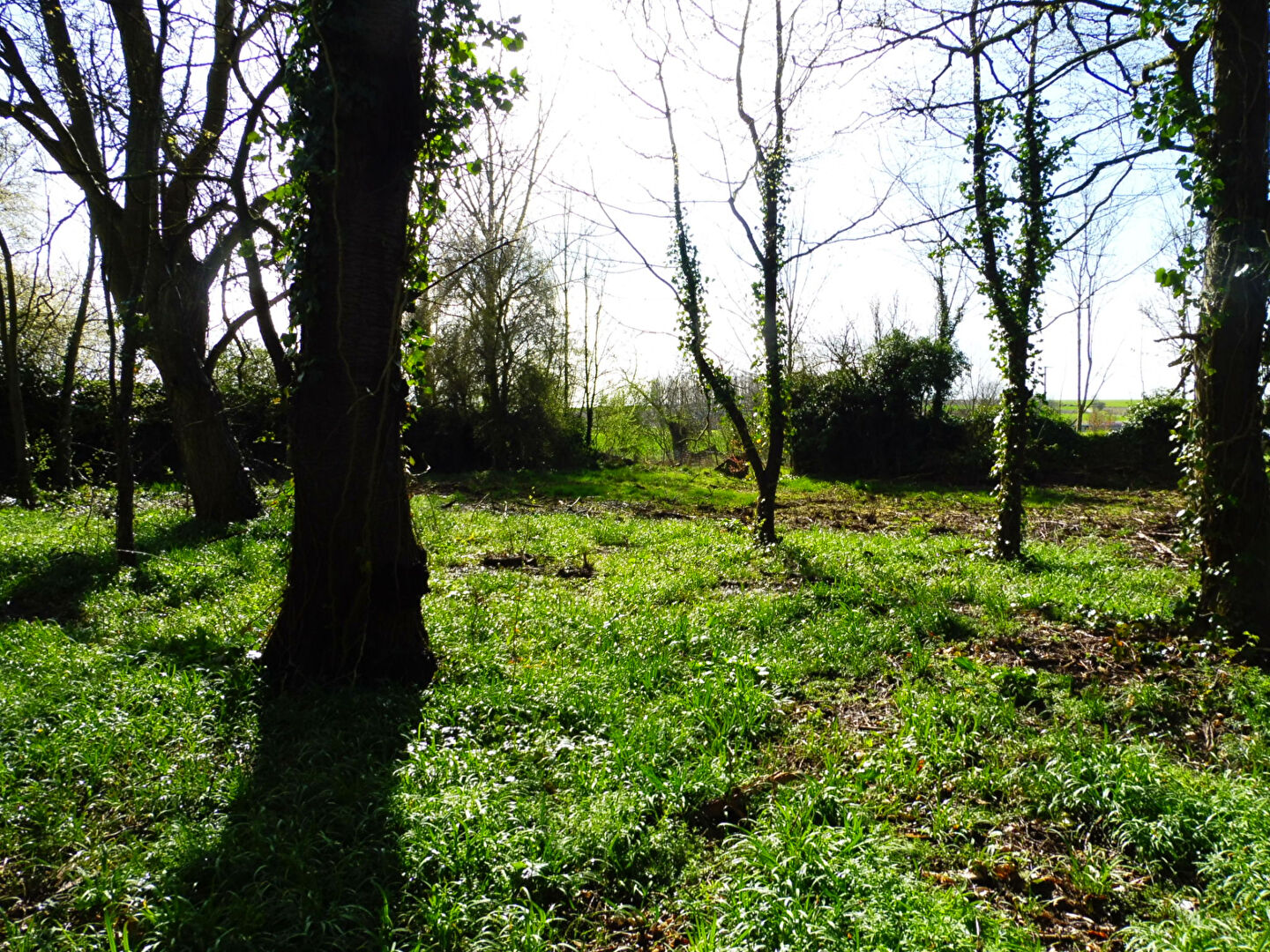 Photo Terrain Querenaing 1815 m2 image 2/2