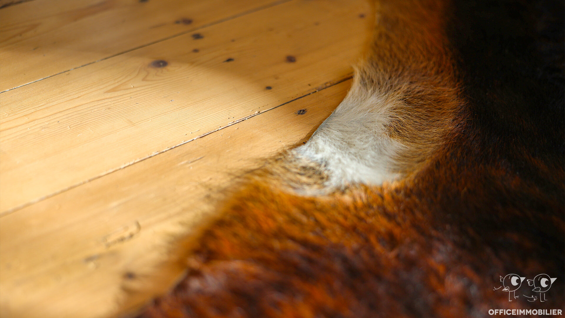 maison 233m² DOLE - photo 15