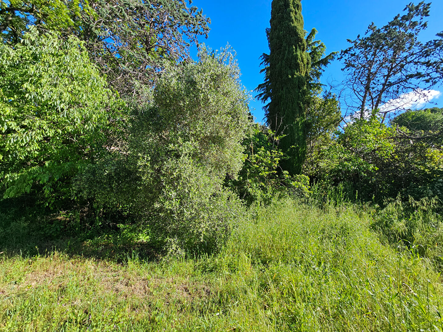 Photo Terrain Peymeinade 1015 m2 image 2/3