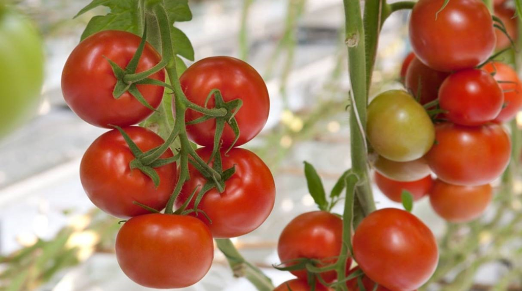 Photo RECHERCHE EXPLOITATION MARAÎCHERE - NORMANDIE OU BRETAGNE image 1/1